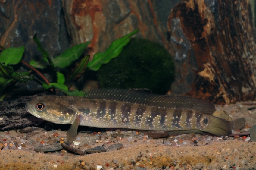 Specimen from the German aquarium trade.