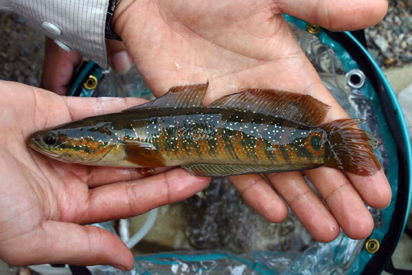 Specimen from Hainan Island.