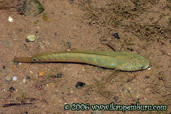 Specimen photographed in the vicinity of Hua Di Wan, Guangdong province, southern China.