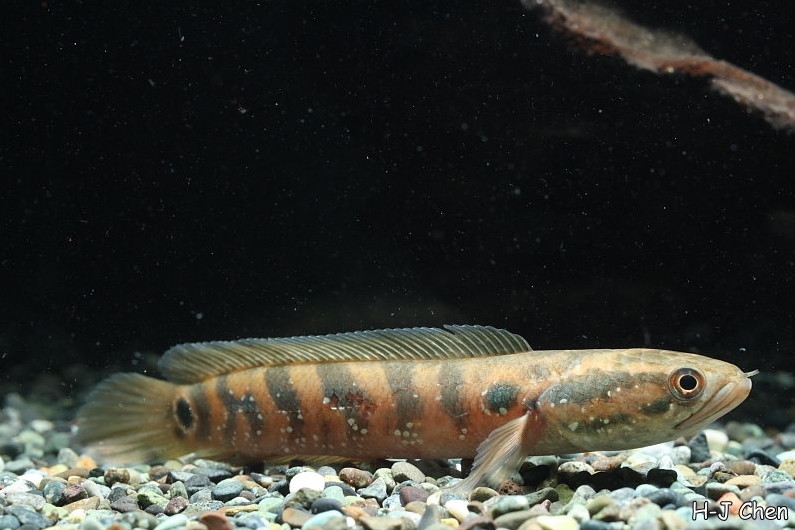 Subadult.