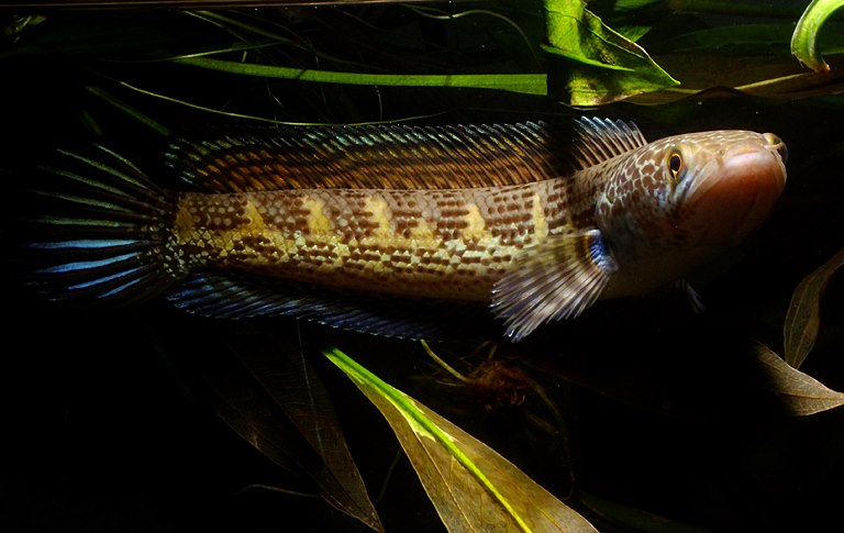 Subadult.