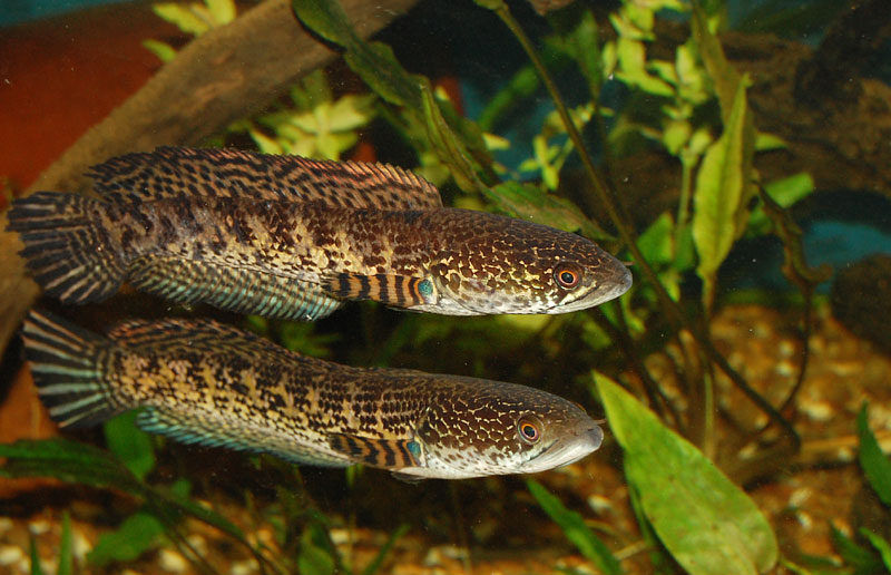 It is possible to attempt cohabitation but some aggression is inevitable and the fish must be closely-observed, especially during the initial period.