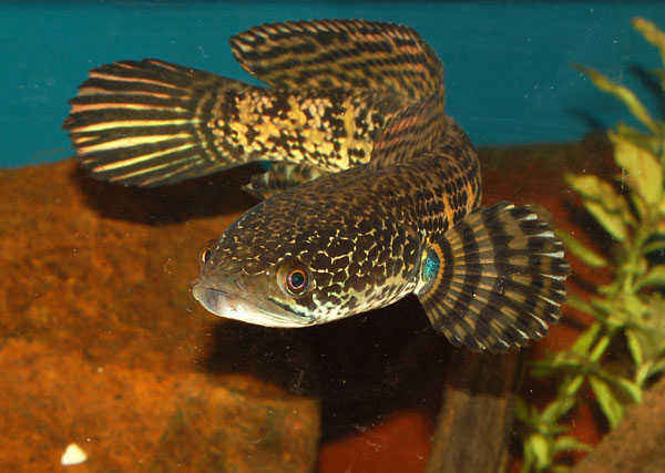 Subadults such as this one are most commonly available in the aquarium trade.