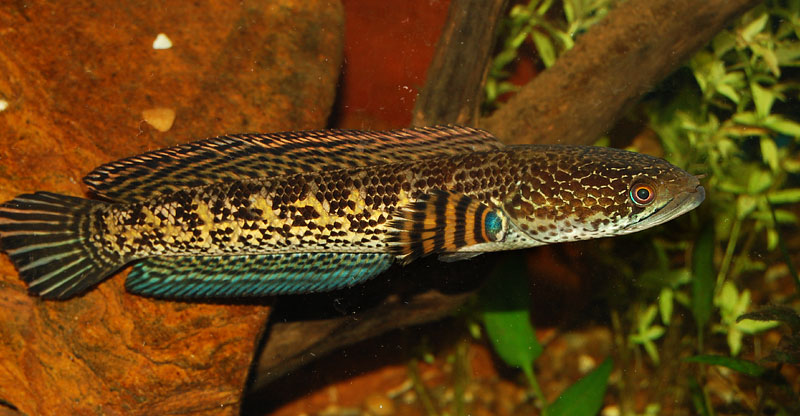 Subadult.