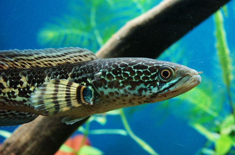 Detail of head and anterior portion of body; subadult specimen.