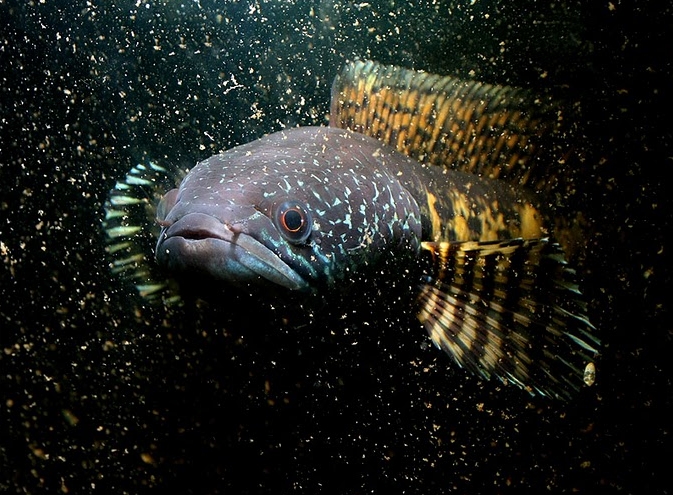 Head detail.