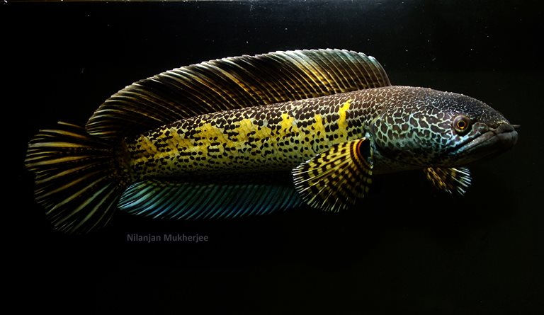 Adult male.