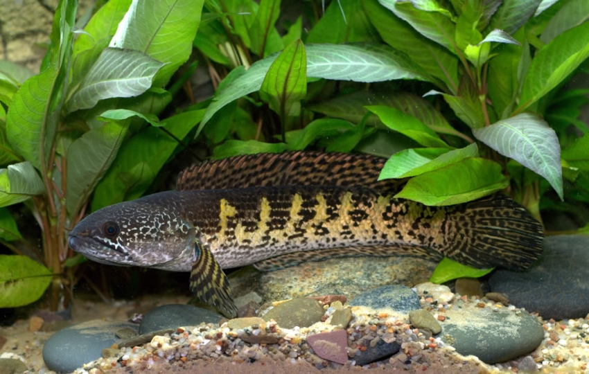 Female individual.
