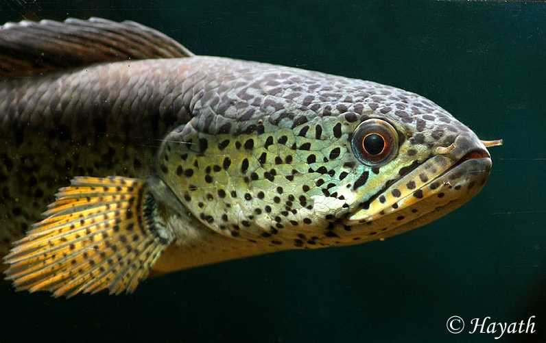 Head detail of young adult.