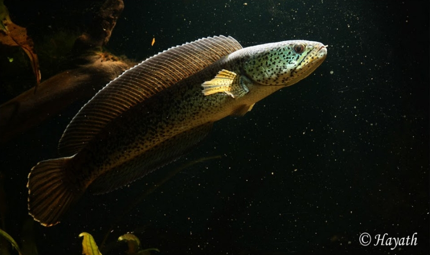 Young adult male.