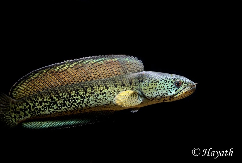 Young adult male.