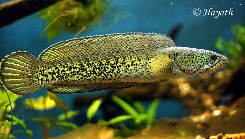 Subadult.