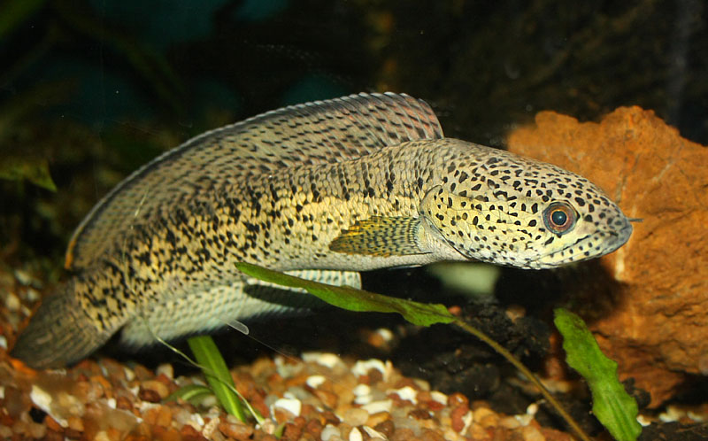 Young specimen.