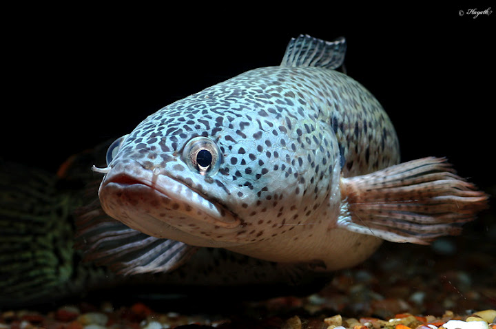 Head detail.