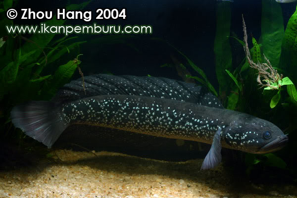 Adult male individual.