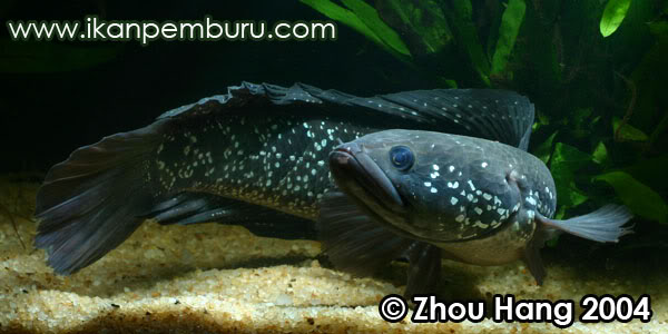 This species possesses a variable colour pattern typified by numerous pale spots on the head, body and fins.
