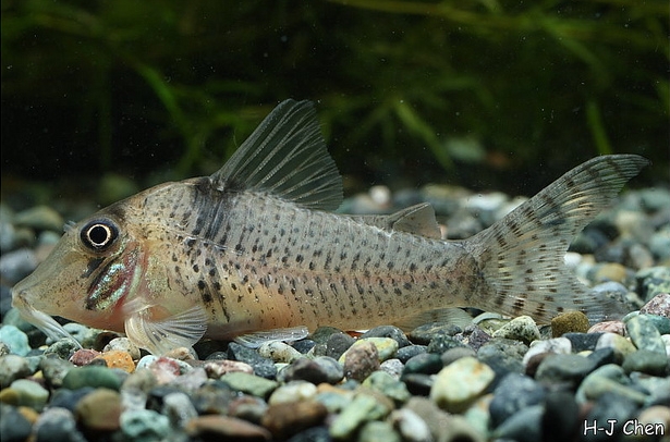 Young adult individual.