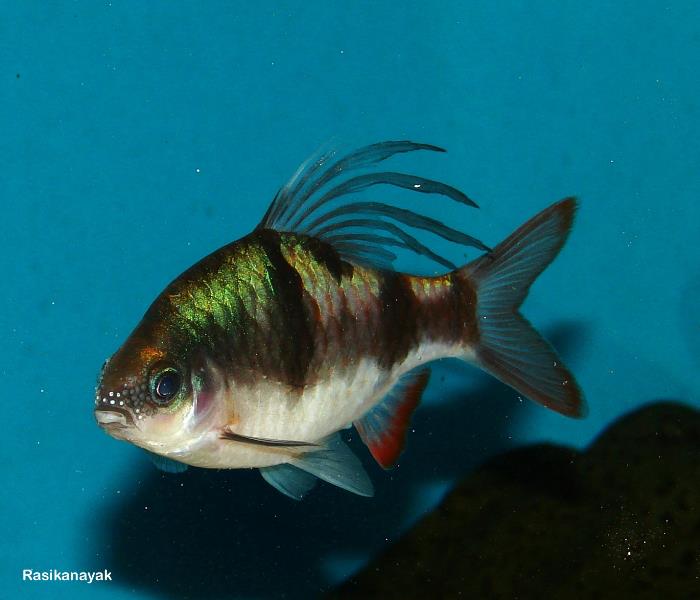 Mature male individual.