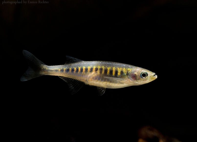 This species is arguably among the most beautiful small cyprinids.