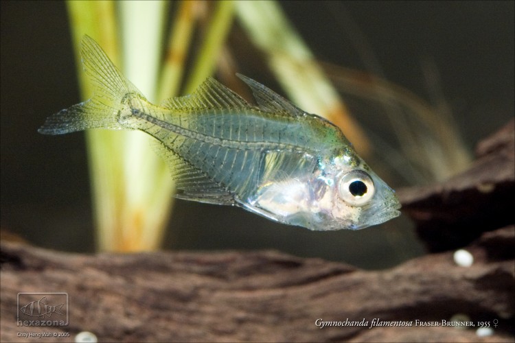 Adult female specimen.
