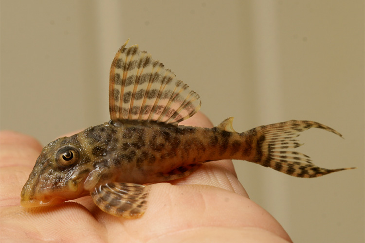 Subadult specimen.