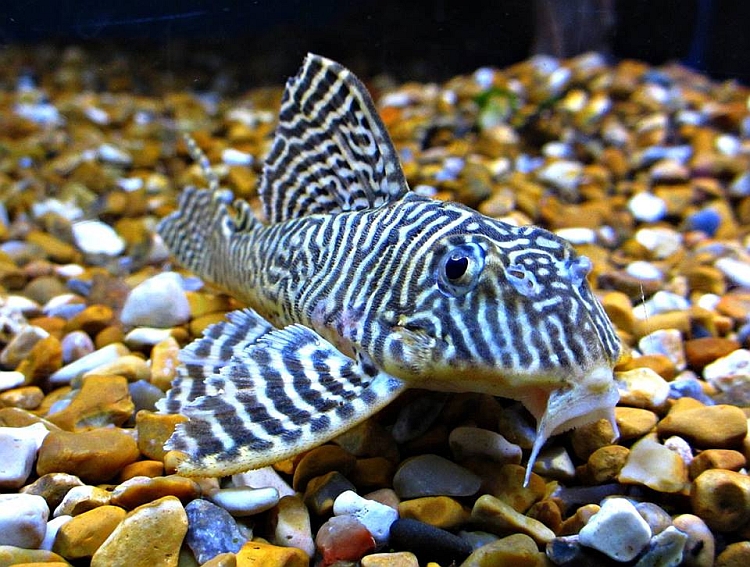 Subadult from further up the Xingu.