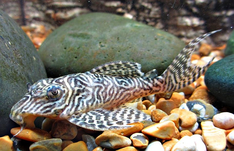 Subadult specimen from the lower rio Xingu; note the relatively fine pale markings on the body.