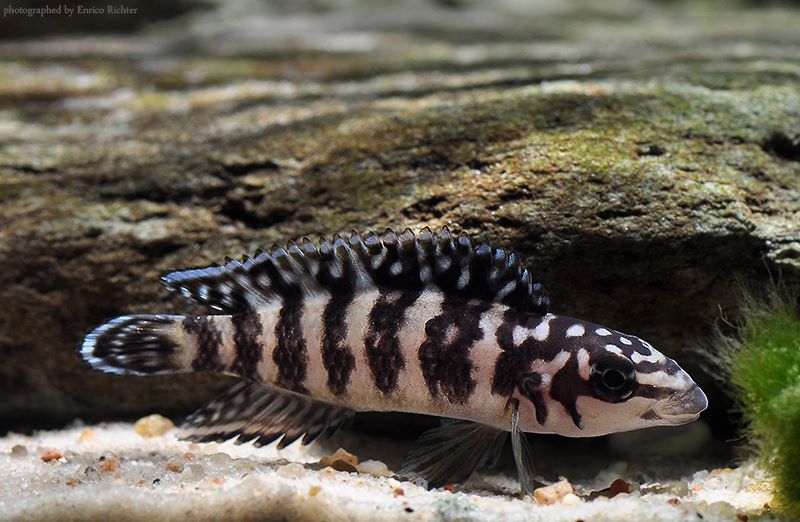 J. transcriptus 'Gombi'; aquarium strain.