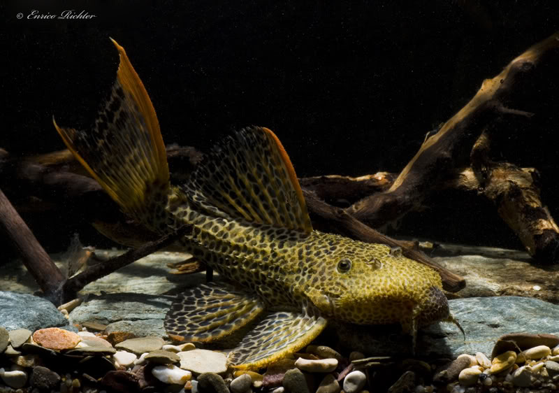 Specimen from the German aquarium trade.