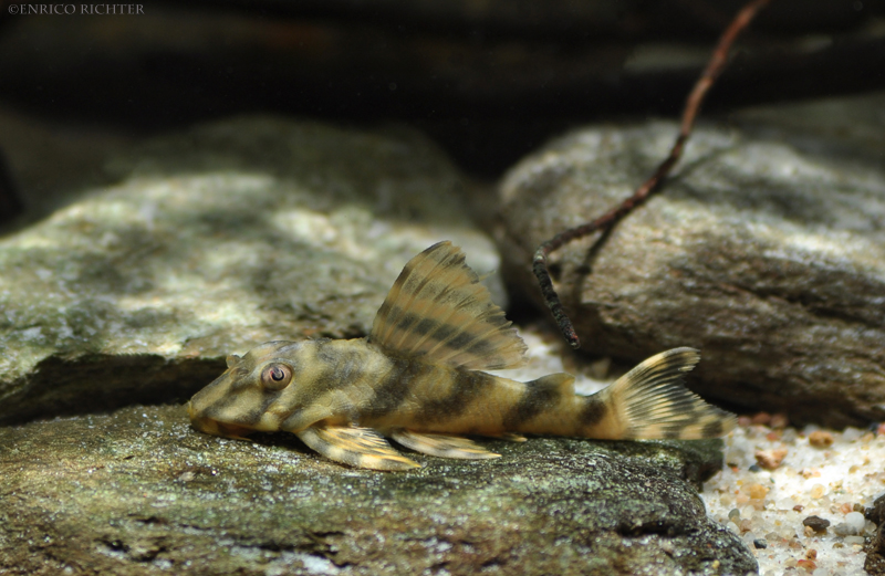 Subadult specimen.