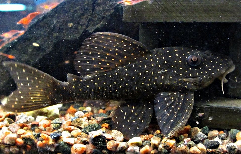 Adult male specimen.