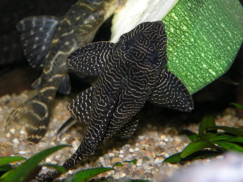 Dorsal view.