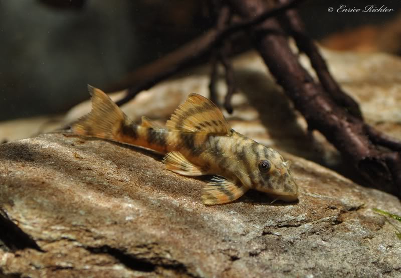Juvenile specimen from the German aquarium trade.