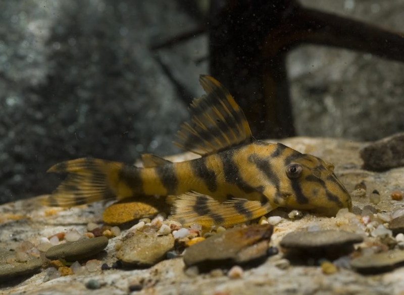 Subadult specimen.