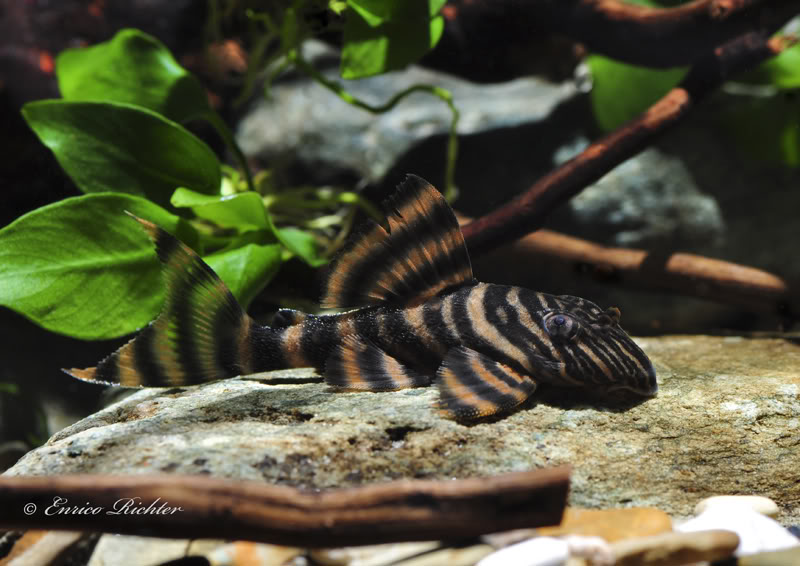 Adult specimen from the German aquarium trade.