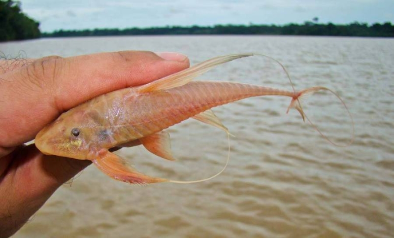 Dorsolateral view of adult male.