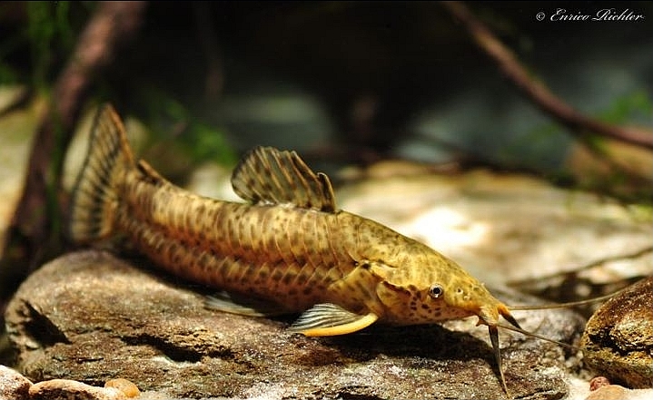 Young adult male specimen.