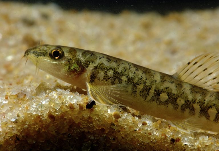 Detail of head and anterior portion of body.
