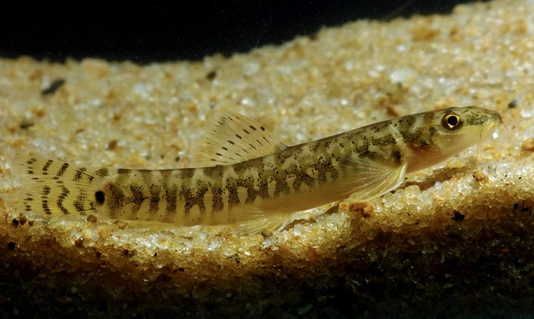Another specimen from the Chalakudy drainage.