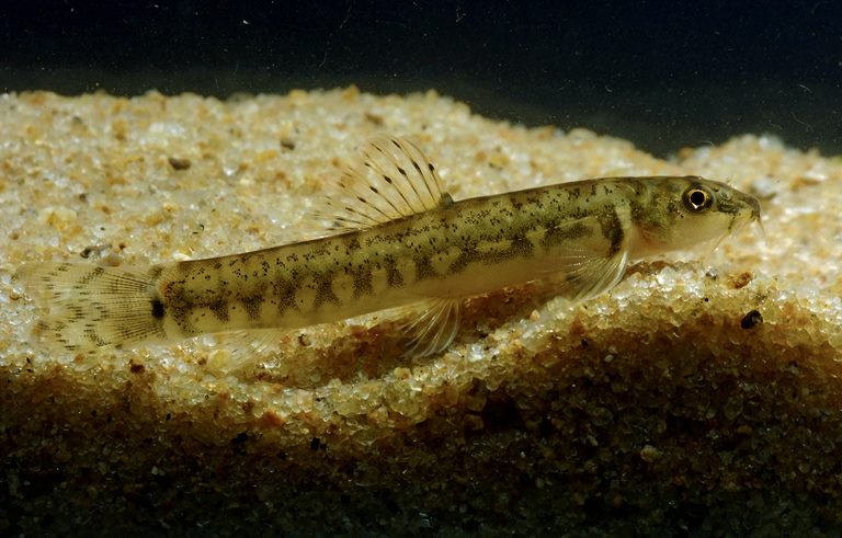 Specimen from the Chalakudy River, Kerala state, southern India.