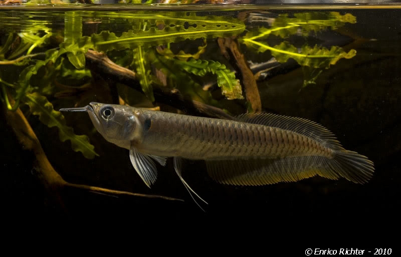 Juvenile specimen; this species is typically sold for aquaria at a size of 150 - 300 mm.