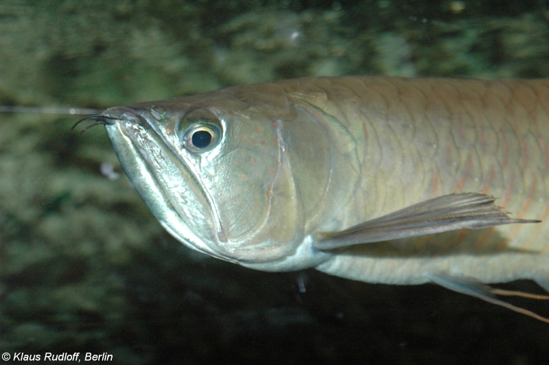 Detail of head and anterior portion of body. This specimen is showing symptoms of 'drop-eye'.