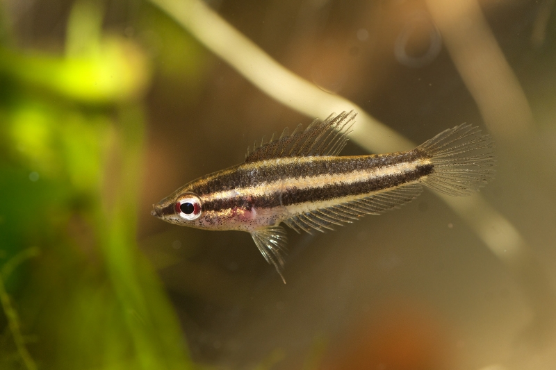Young female.