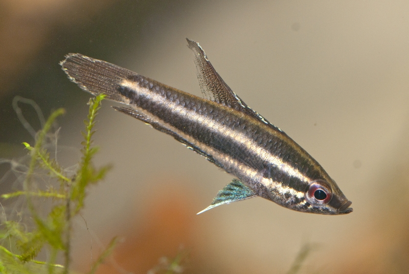 Young male...