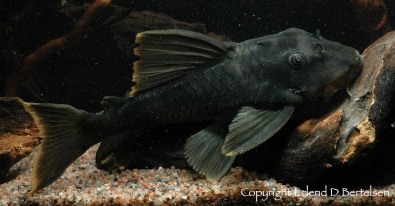 Adult individual.