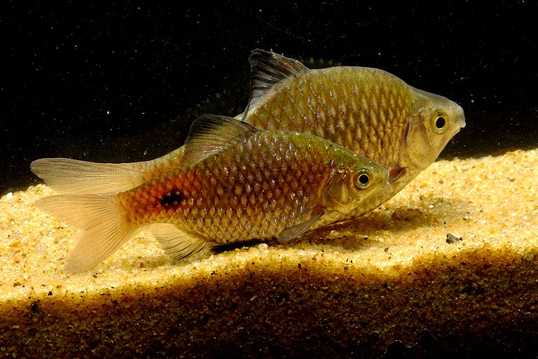 Adult pair (male at front) collected from Mirik Lake at around 1490 m AMSL at West Bengal state, India.
