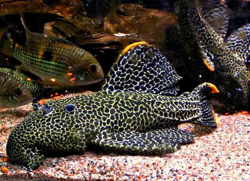 Adult individual.