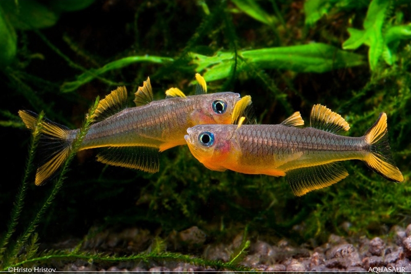 Males spar regularly when in good condition.