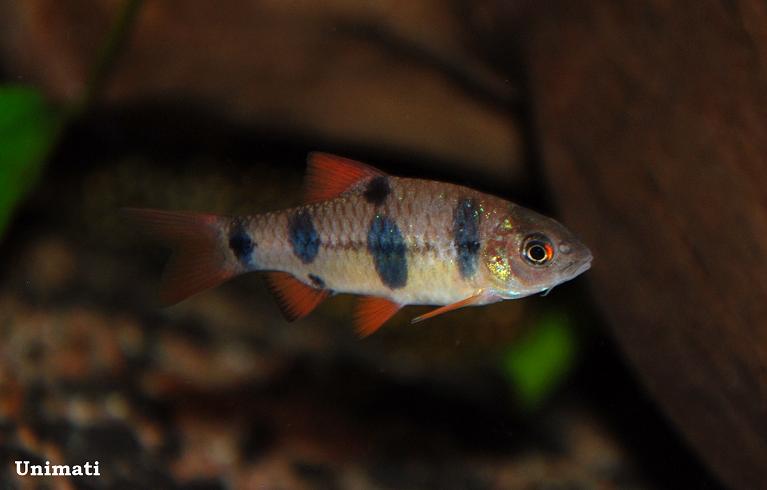 Young specimen from the Danish aquarium trade.
