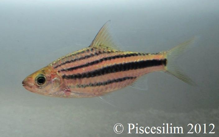 Specimen from Perak state, Peninsular Malaysia.